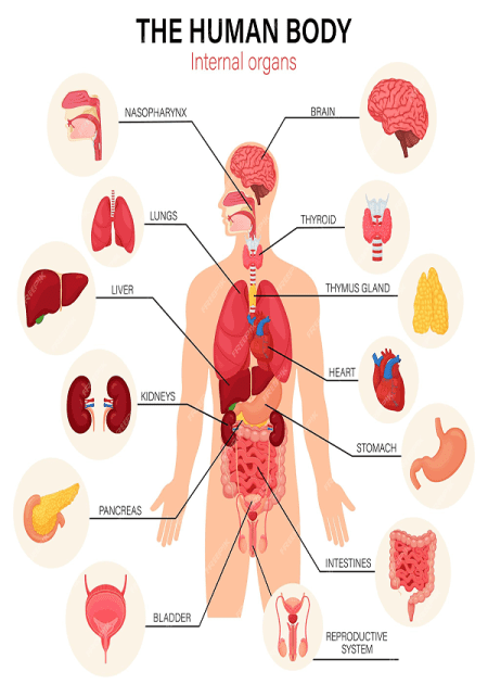 The Human Body